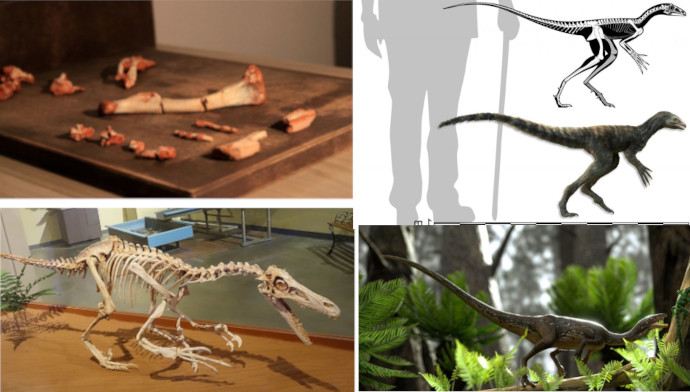 Dos fósseis a reconsgrução artística do Venetoraptor.
